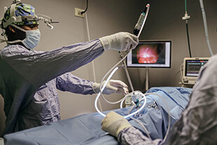 Pet Laparoscopy Services in Westminster