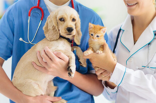 Pet Preventative Medicine in Westminster