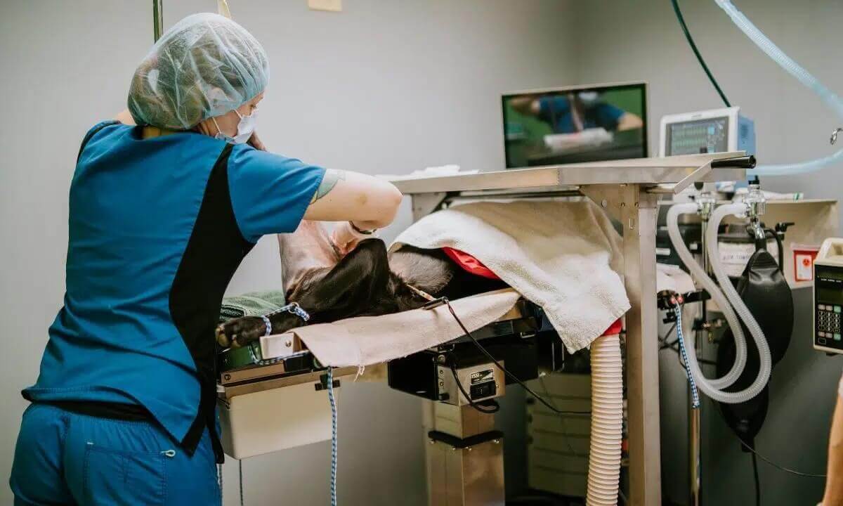 Veterinarians Near Me