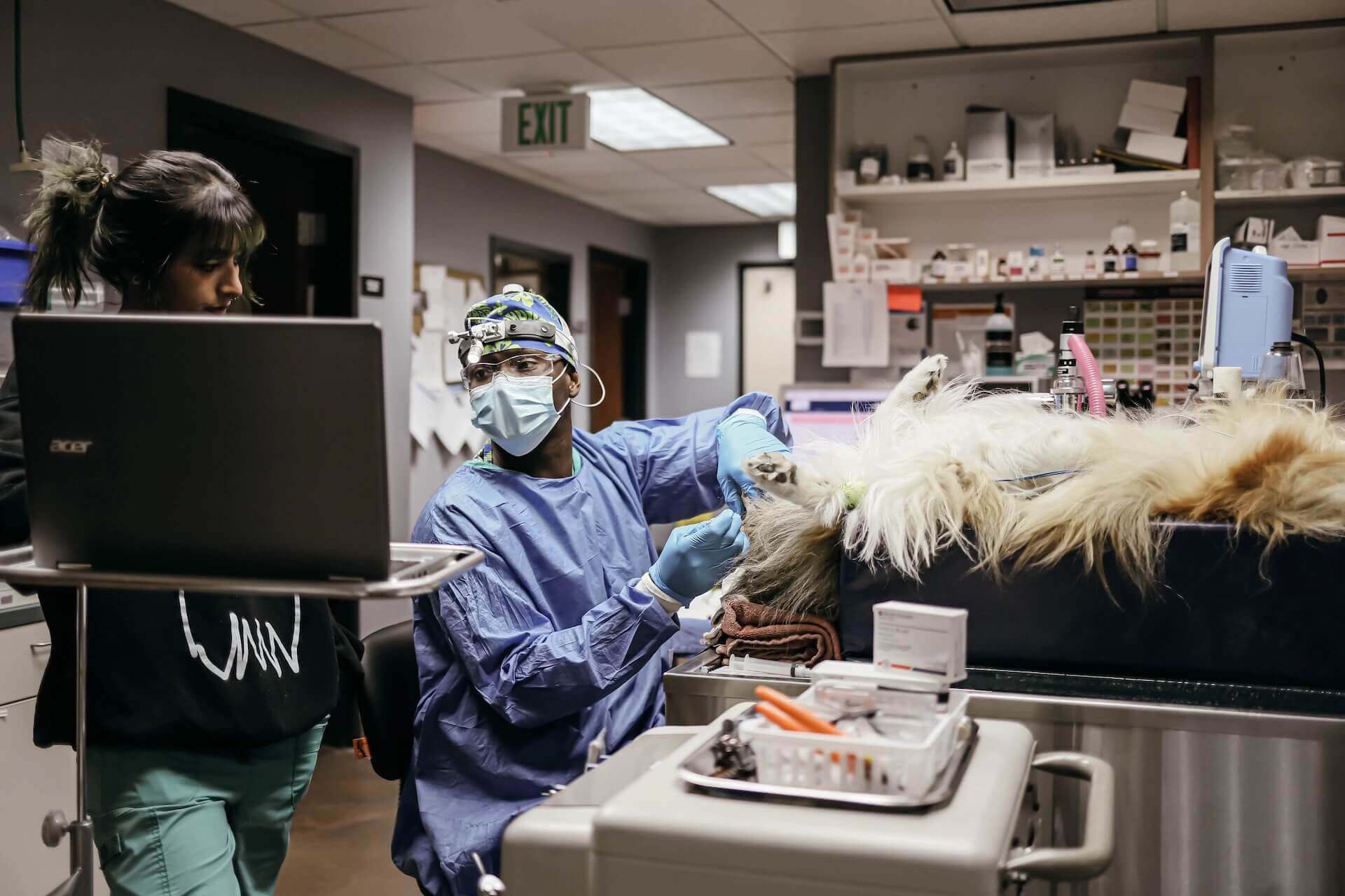 Westminster Veterinarian