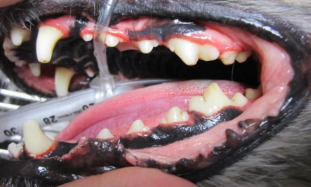 After Teeth Cleaning After Teeth Cleaning