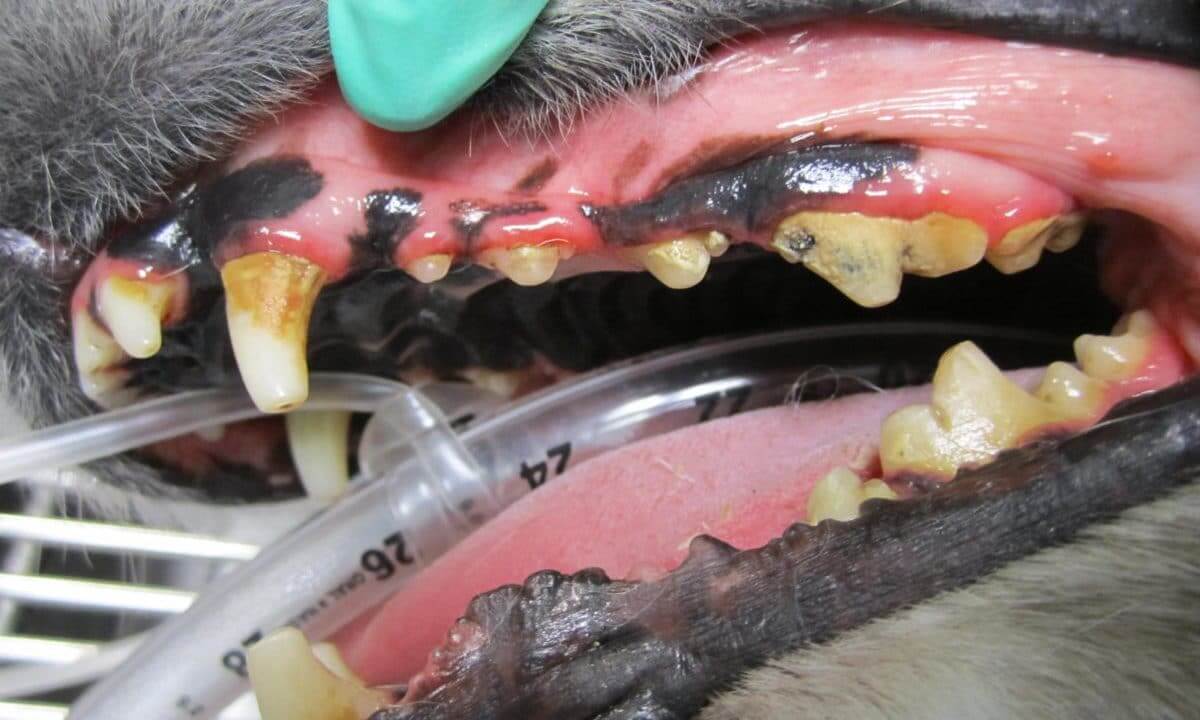 Before Teeth Cleaning Before Teeth Cleaning