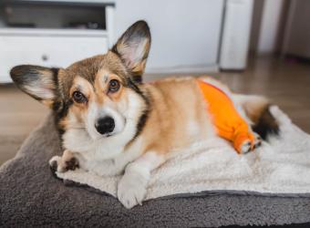 Cranial Cruciate Ligament Rupture (CrCL) in Dogs