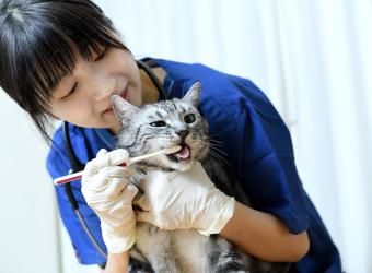 Exactly How NOT to Brush Your Pet’s Teeth