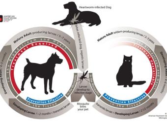 Keeping Your Pets Safe from Heartworm