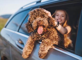 Tips for Safe Travel with Your Pet