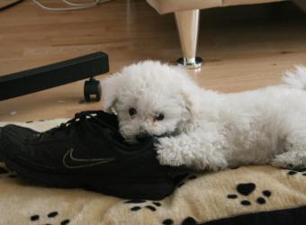 Start the Year off Off on the Right Paw with Training