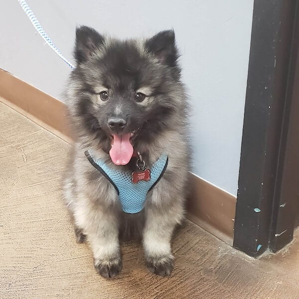 decor image on Liberty Animal Hospital